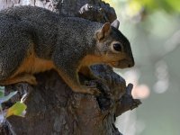 Squirrel.jpg