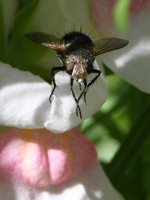 Fly2.jpg