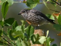 Bluebird2.jpg