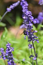 560_0025_LSh_cr_sm.jpg