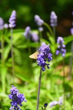560_0094_LSh_cr_sm.jpg