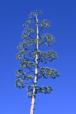 ROY_0527.JPG