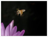 bee-2.jpg