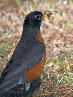 Robin2.jpg