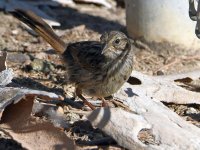 Sparrow2.jpg