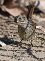 Sparrow4.jpg