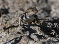 Lizard3.jpg