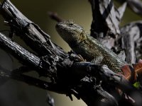 Lizard9.jpg