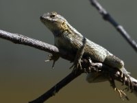 Lizard15.jpg