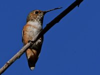 Hummer2.jpg