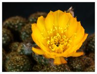 cactus-blossom-4-2.jpg