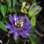 Passiflora4.jpg