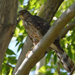 CoopersHawk3.jpg