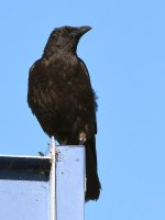 Crow.jpg