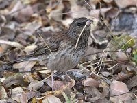 Junco.jpg