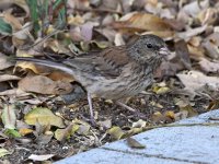 Junco2.jpg