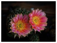 two-beauties.jpg