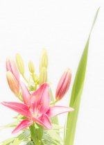 Daylily 1 (1 of 1).jpg
