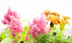 Windowbox Stack (1 of 1).jpg