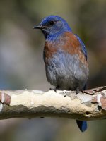 Bluebird.jpg
