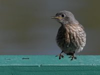 Bluebird3.jpg