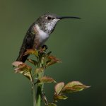 Hummer14.jpg