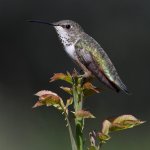 Hummer16.jpg