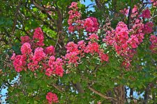 Z50_0032_LSh_sm.jpg