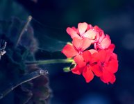 ROY_0906.JPG