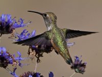 Hummer18.jpg