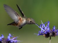 Hummer22.jpg