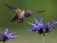 Hummer21.jpg
