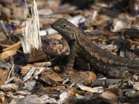 Lizard3.jpg