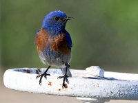 Bluebird.jpg