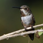 Hummer18.jpg