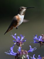 Hummer15.jpg