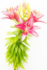 Daylily Trio (1 of 1).jpg