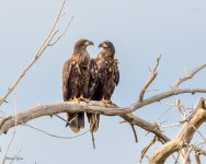 EagleFledgePair-300.jpg