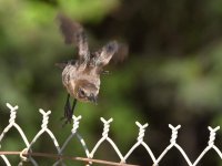 Grackle.jpg