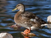 Mallard2.jpg