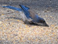 ScrubJay5.jpg