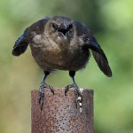 Grackle21.jpg
