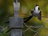 Whydah3.jpg