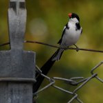 Whydah2.jpg