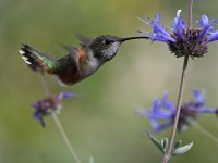 Hummer.jpg