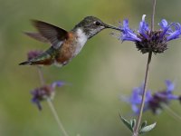 Hummer2.jpg