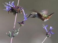 Hummer5.jpg