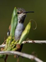 Hummer8.jpg