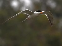 Tern3.jpg