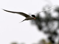 Tern2.jpg